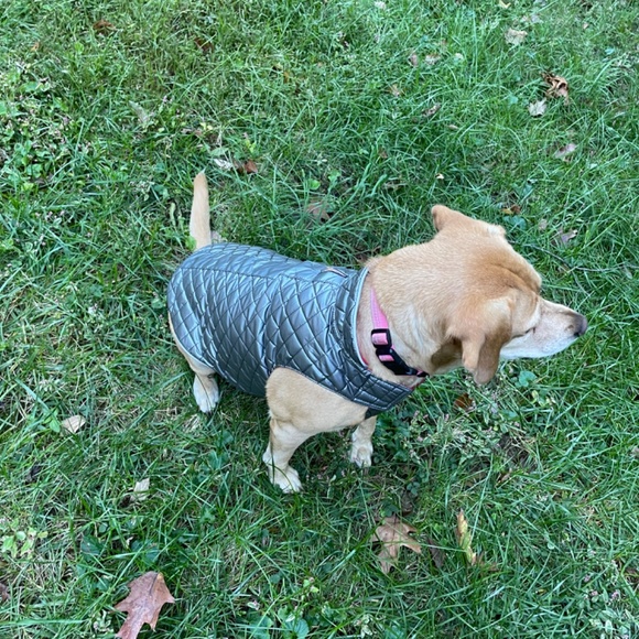 NWT Oliver Thomas Dog coat/jacket - Picture 5 of 8